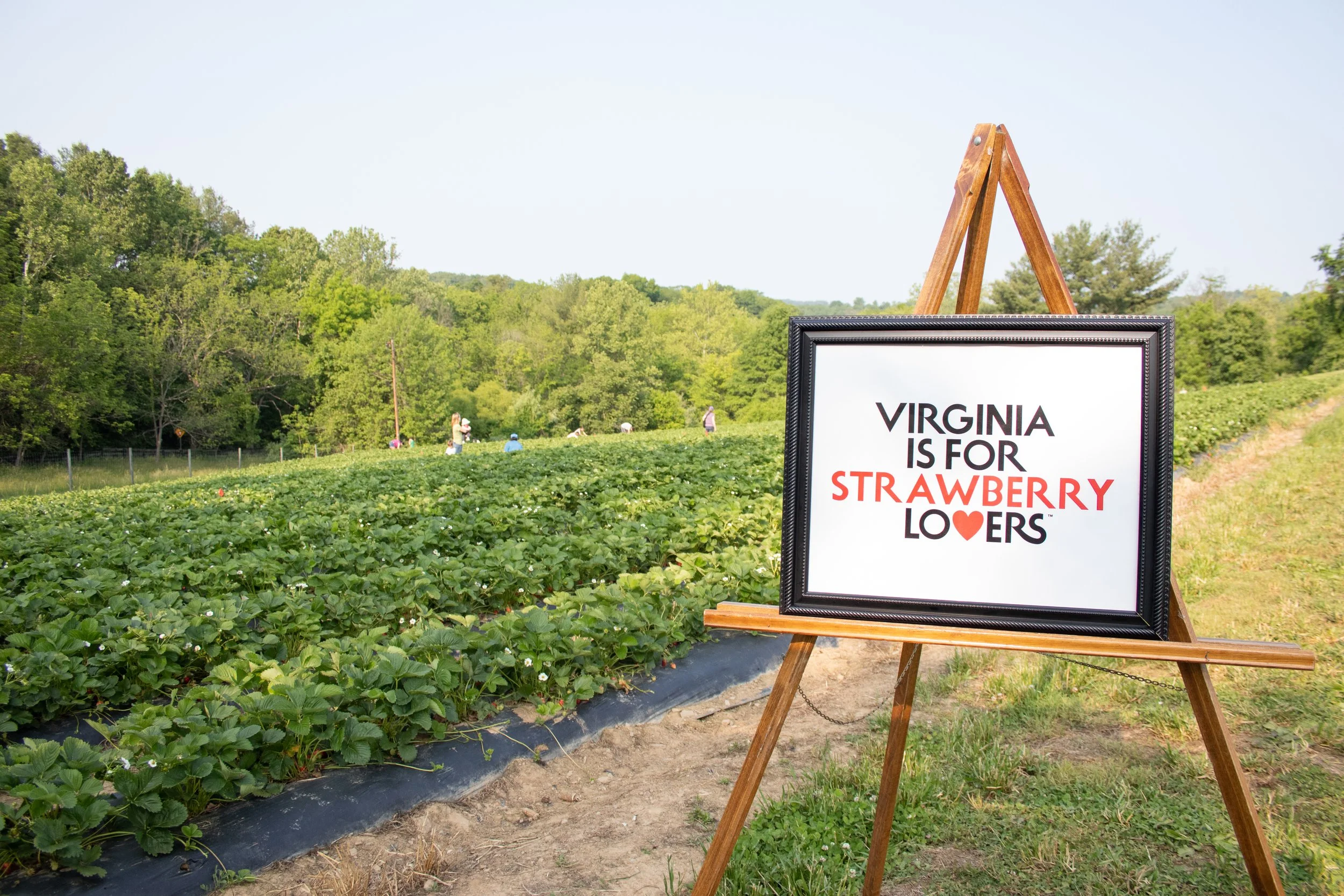 Lincoln Strawberry Festival